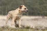 BORDER TERRIER 025